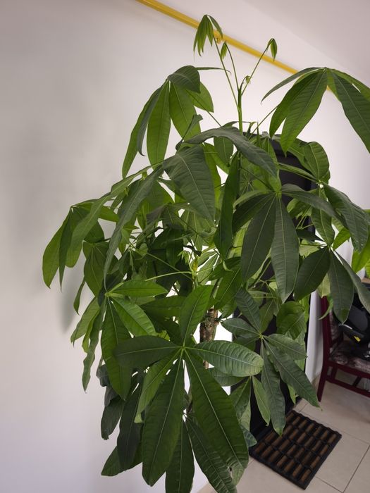 Arborele banilor Pachira tulpina impletita
