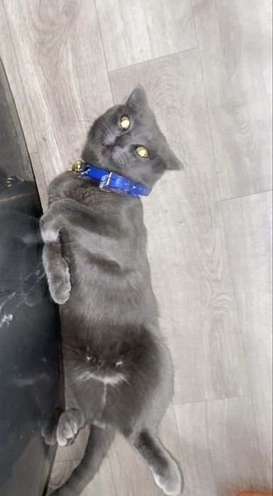 ПРОПАЛ КОТ ! Помогите найти!