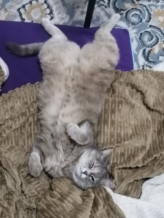 Отдам даром кошку