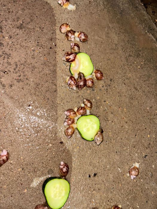 Улитка ұлу. Пайдалы емдік ұлу