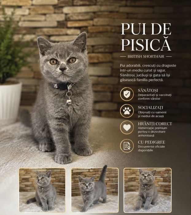 Pui British Shorthair Blue