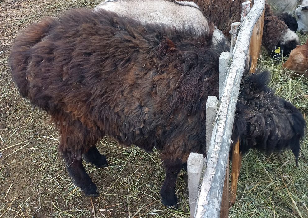 1 жасар кошкар сатамын