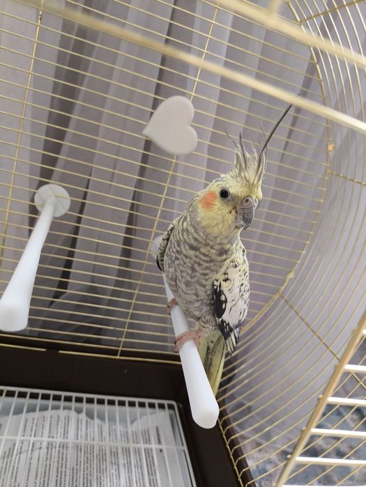 Продам попугая. Корелла