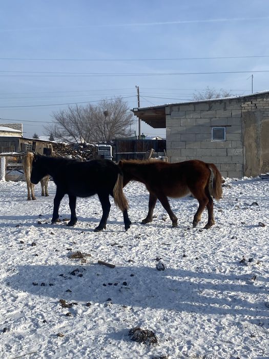 жабагылар сатылады 3бас 2 еуы ургашы
