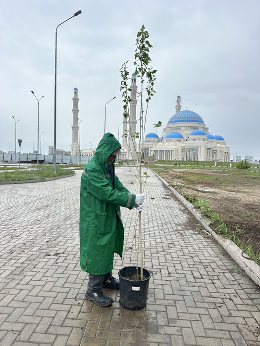 Тополь пирамидальный Астана