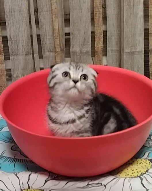 Скоттиш фолд. Две девочки.