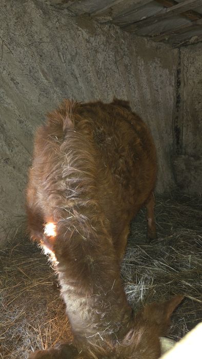 Семиз қашар сатылады