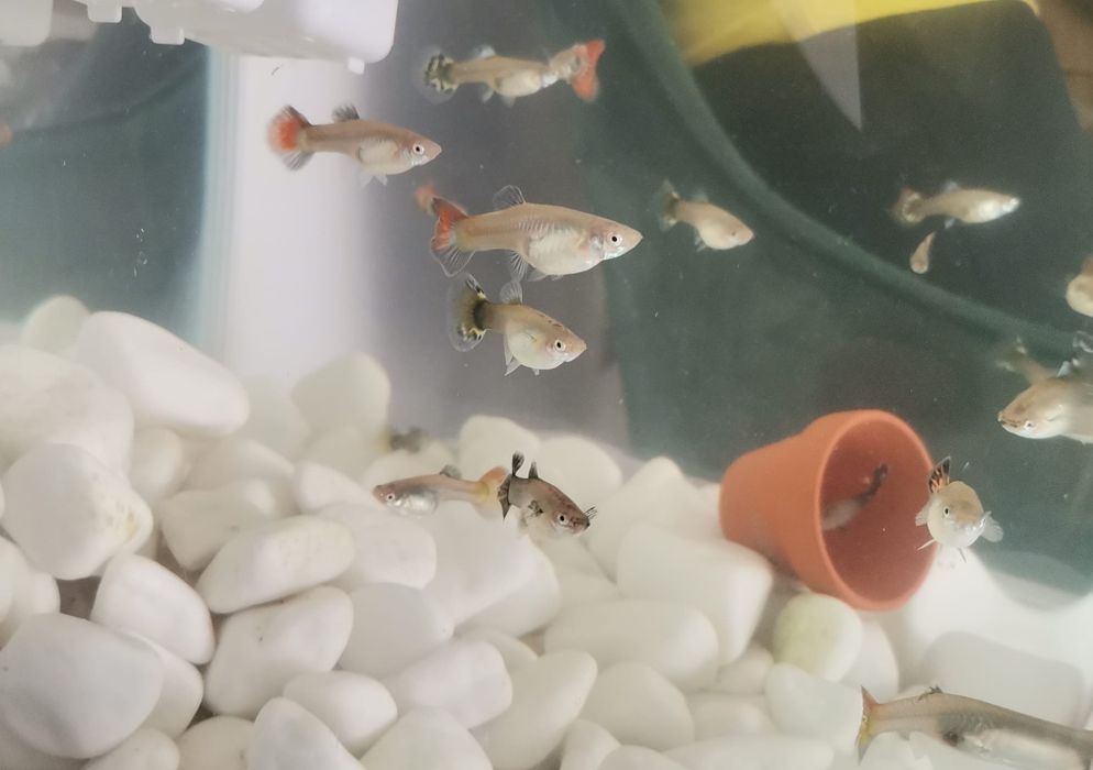 Vând guppy poecilia reticulata