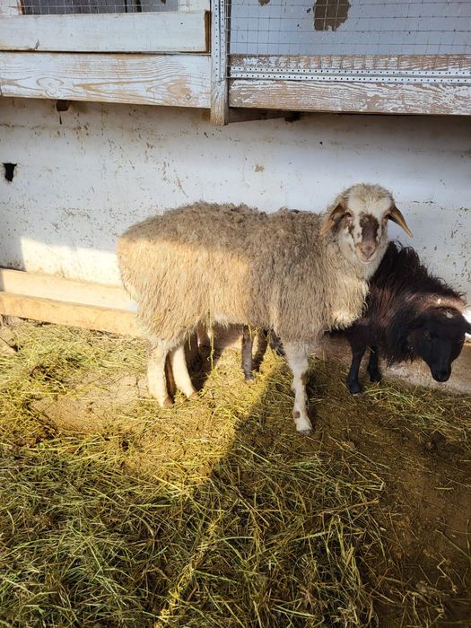 Сатамын семіз токты 90 000