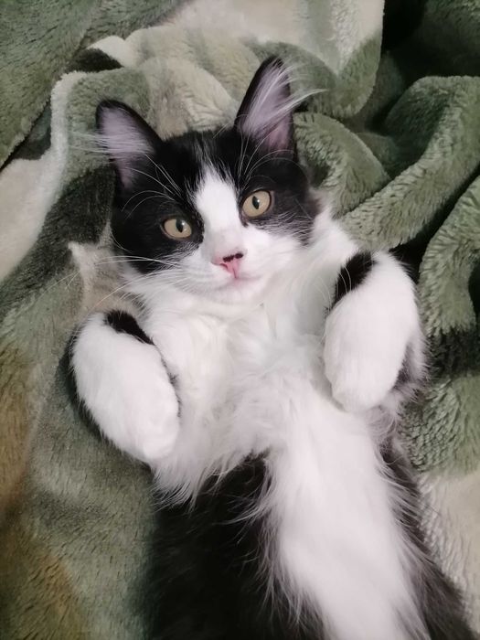 Котята в добрые руки!