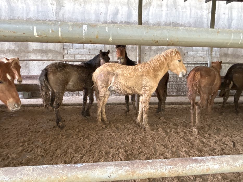 Бордакы 1 жастан аскан тайлар бар