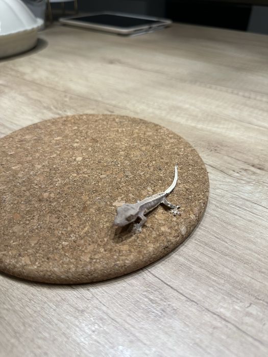 Pui de Crested Gecko