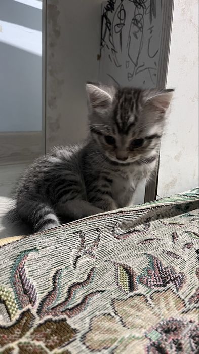 Мысықтар сатылады