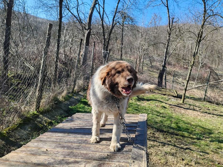 Rollo, pentru adoptie responsabila