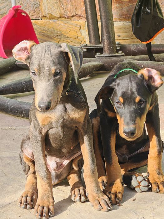 Доберманы щенки.