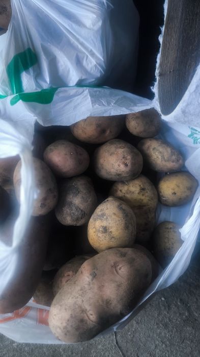 Домашний картофель