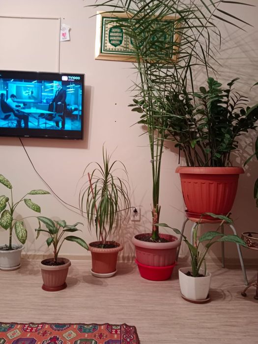 Цветы разные все