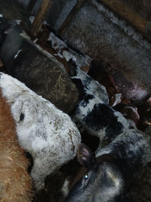 Vând viței: belgieni, limuzini ,bălțați