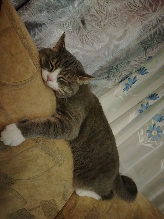 Отдам кошечек стерилизованых