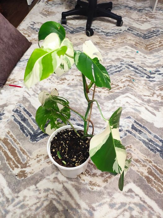 Скидка!!! Альба монстера украсит ваш интерьер своей необыкновенной окр