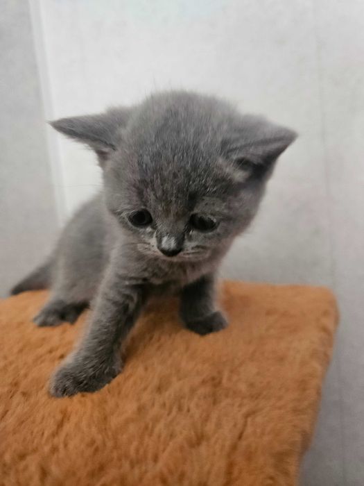 Британские котята