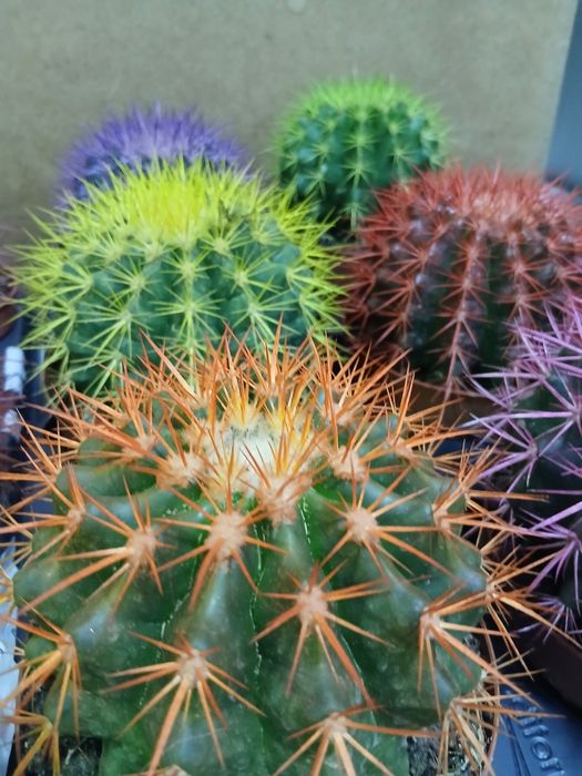 Кактусы микс разные от 2000тг