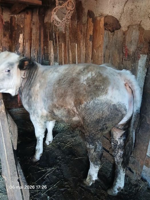 Vând vițel albastru belgian
