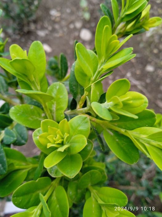 Shamshod gullari (2 yillik)