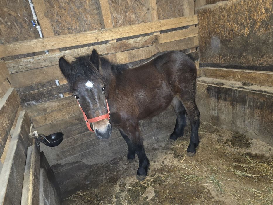 Vand manz, manza, cai!