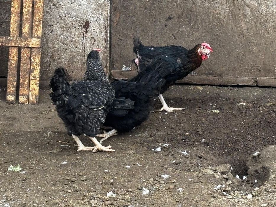 Vând găini negre de moravia
