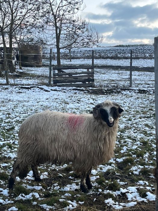 3 berbecuți noatini