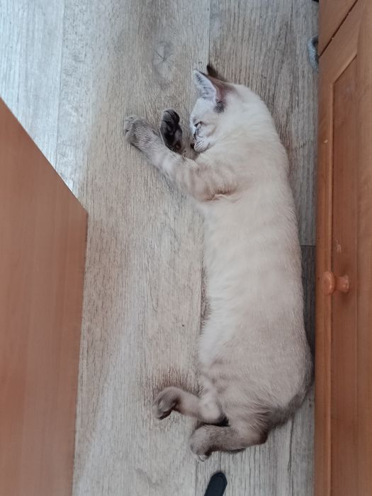 Котенок ищет дом