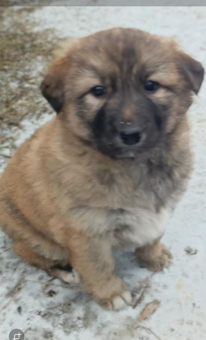 Щенки для вашего дома