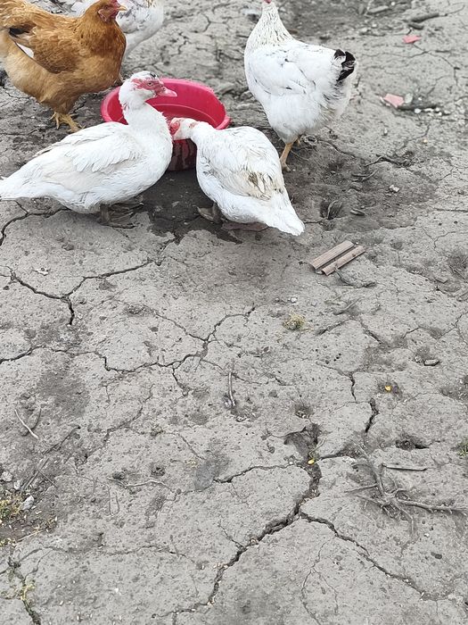 Vând rate mute și macanitoare