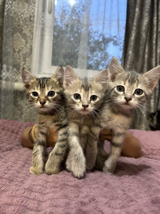 Отдам даром котят