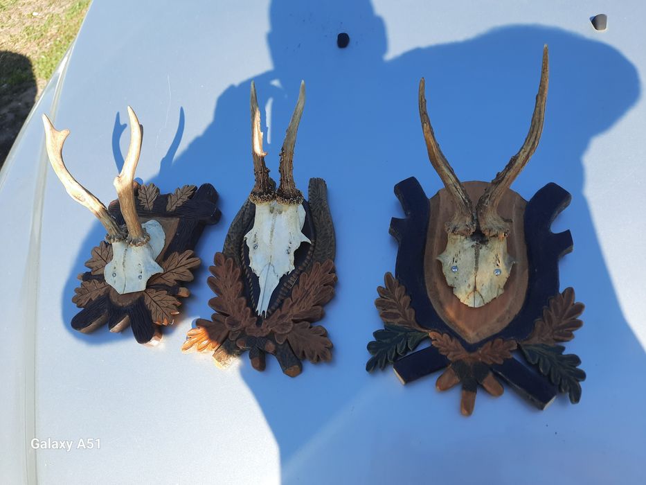 Елински рога. Трофей