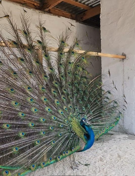 Продам индийских павлинов