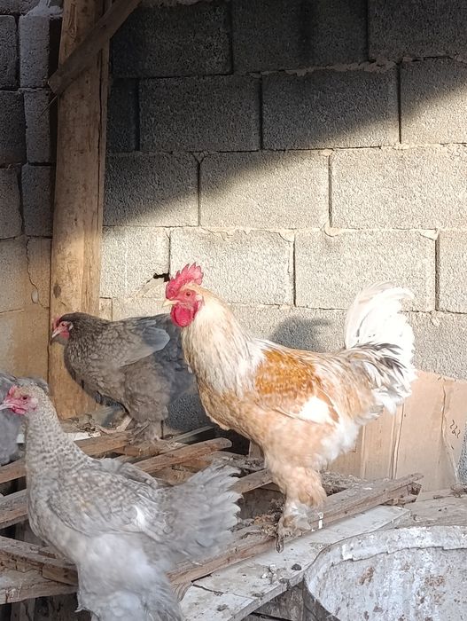 Қораз 8штук         .