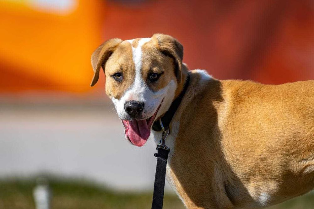 Собака (3 года) в добрые руки