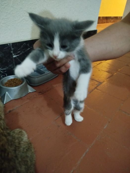 Котята БЕСПЛАТНО в добрые руки