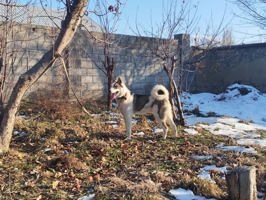 Продам лайку кабель