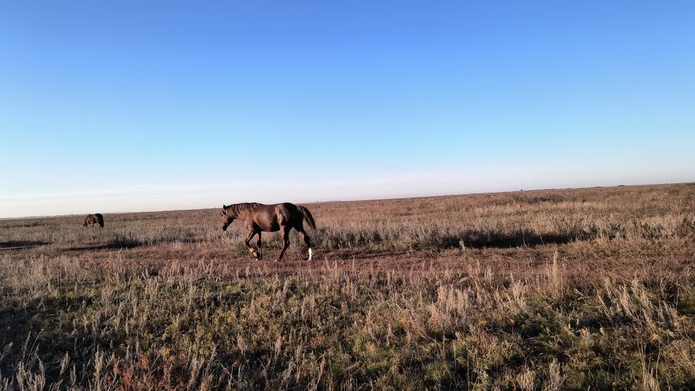 Айғыр сатылады 5жасар
