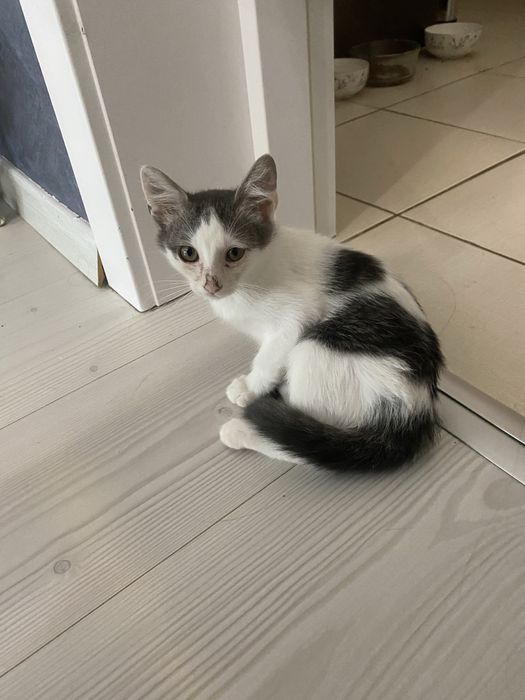 Pui de pisica inspre adoptie - varste :2-3 luni