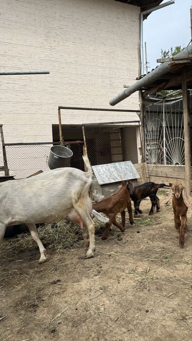 Козы Англо-нубийская