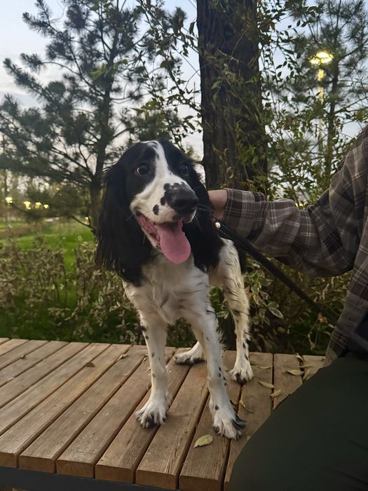 Русский охотничий спаниель