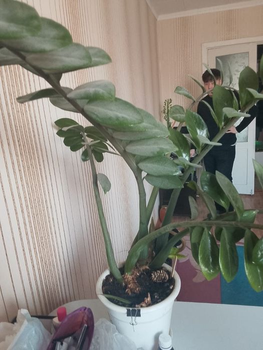 Продам долларовое дерево