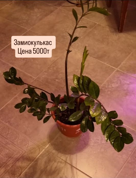 Цветы от 200 до 5000