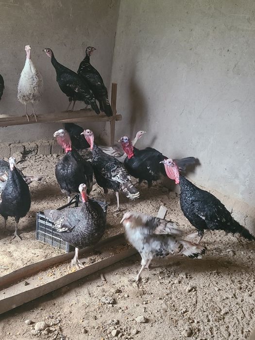 Kurka bor  17 tasi makiyon 4 tasi xo‘roz