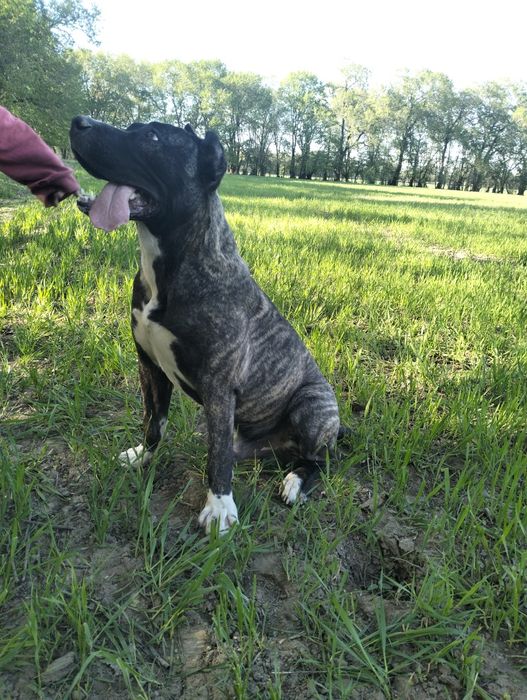 Статный Итальянский Кане-Корсо ( 9-мес) Мальчик