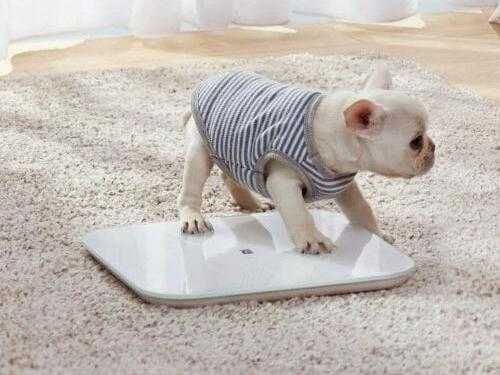 Весы Умные Xiaomi Mi Smart Scale 2 (белый) Оригинал